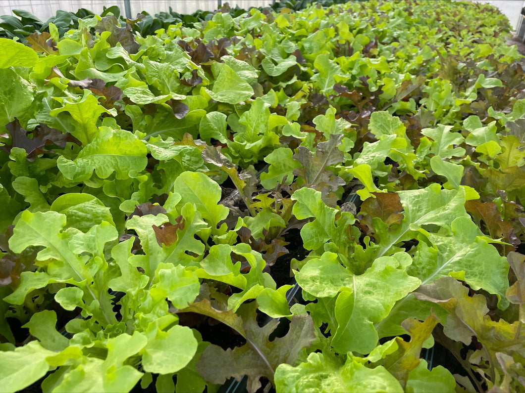 BABY LETTUCE MIXED *bag - ORGANIC (EDEN FARMERS)