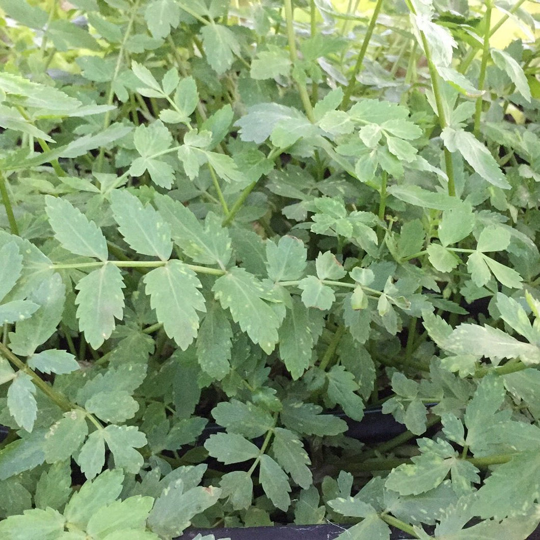 Lebanese CRESS - ORGANIC (EDEN FARMERS)