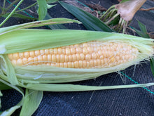 Load image into Gallery viewer, SWEET CORN *each - CERTIFIED ORGANIC
