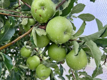 Load image into Gallery viewer, APPLE MIXED *2kg - CERTIFIED ORGANIC
