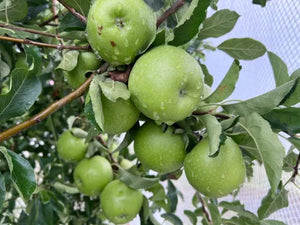 APPLE MIXED *2kg - CERTIFIED ORGANIC