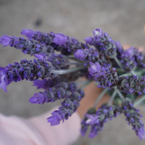 FLOWERS LAVENDER *bunch - ORGANIC (EDEN FARMERS)