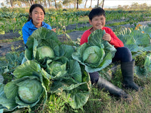 Load image into Gallery viewer, CABBAGE GREEN - CERTIFIED ORGANIC
