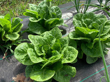 Load image into Gallery viewer, COS LETTUCE *bag - ORGANIC (EDEN FARMERS)
