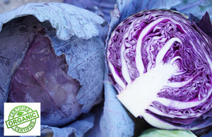 CABBAGE RED - CERTIFIED ORGANIC