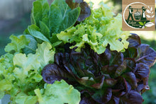 Load image into Gallery viewer, LETTUCE MIXED *bag - ORGANIC (EDEN FARMERS)

