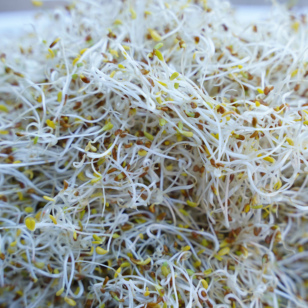 ALFALFA *punnet - ORGANIC (EDEN FARMERS)