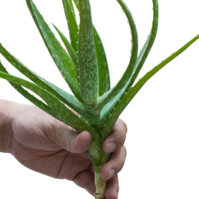 ALOE VERA (3 plants ) - ORGANIC (EDEN FARMERS)