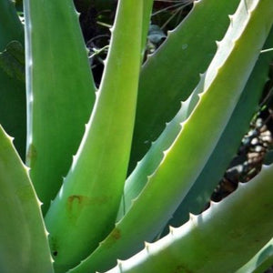 ALOE VERA *1 Leaf - ORGANIC (EDEN FARMERS)