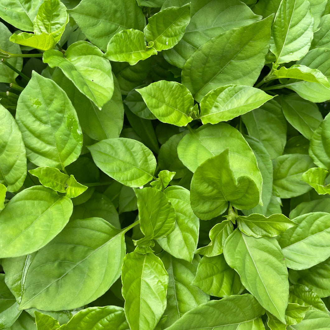 SPINACH ASIAN (Grace Veggie) - ORGANIC (EDEN FARMERS)