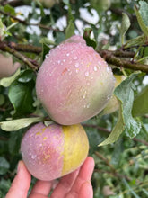 Load image into Gallery viewer, APPLE MIXED *2kg - CERTIFIED ORGANIC
