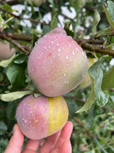 APPLE MIXED *2kg - CERTIFIED ORGANIC