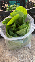 Load image into Gallery viewer, COS LETTUCE *bag - ORGANIC (EDEN FARMERS)
