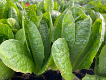 Load image into Gallery viewer, COS LETTUCE *bag - ORGANIC (EDEN FARMERS)
