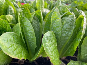 COS LETTUCE *bag - ORGANIC (EDEN FARMERS)