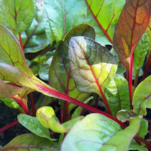 Load image into Gallery viewer, BEETROOT LEAVES Medium *bunch - ORGANIC (EDEN FARMERS)
