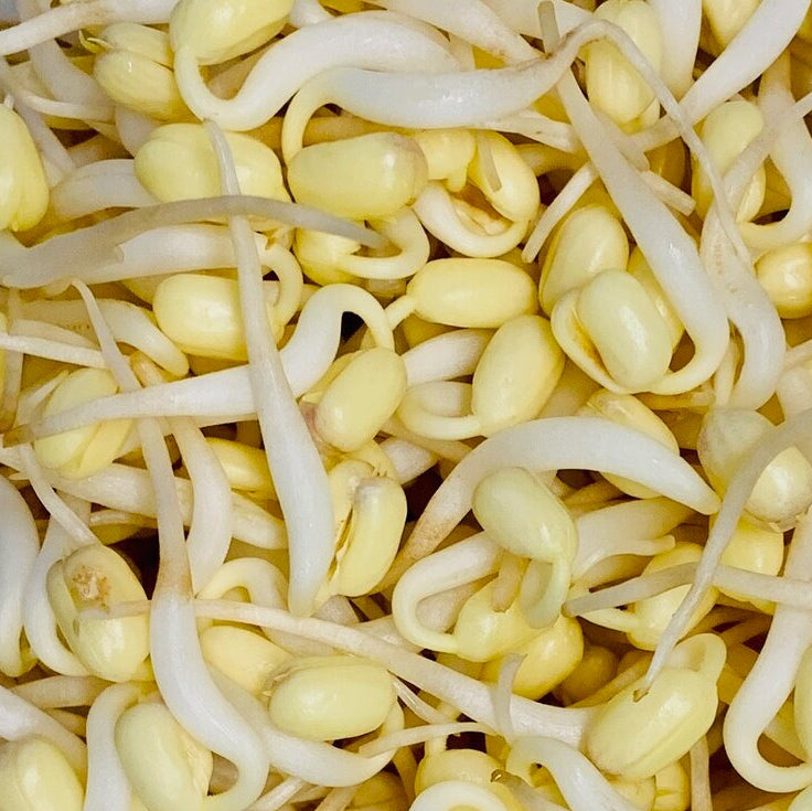 BEANS SPROUTS 250g - ORGANIC (EDEN FARMERS)