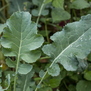 BROCCOLI LEAVES *bunch - ORGANIC (EDEN FARMERS)