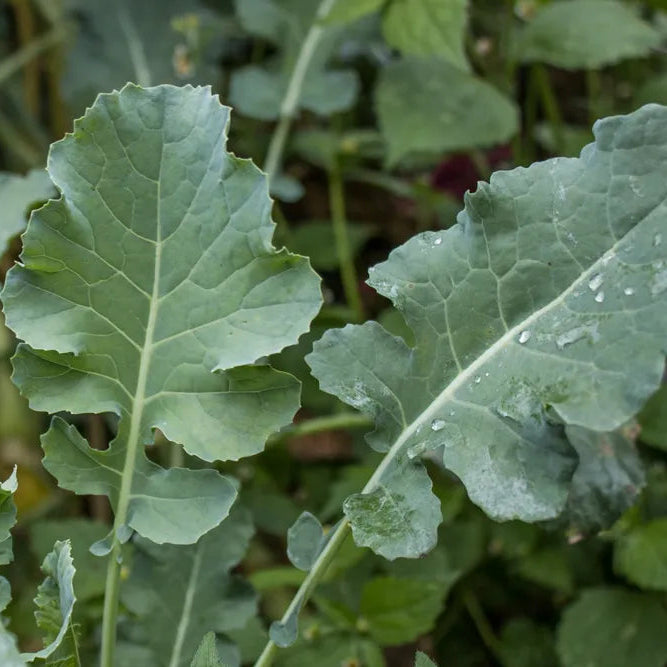BROCCOLI LEAVES *bunch - ORGANIC (EDEN FARMERS)