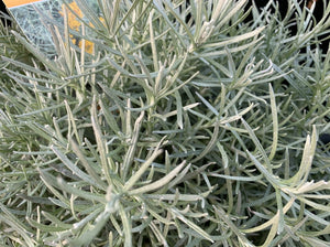 HERBS CURRY PLANT - ORGANIC (EDEN FARMERS)