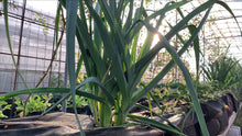 Load image into Gallery viewer, LEEK young baby *bunch - ORGANIC (EDEN FARMERS)
