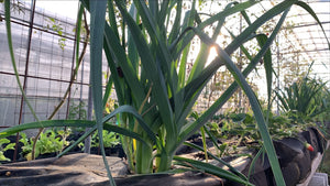 LEEK young baby *bunch - ORGANIC (EDEN FARMERS)