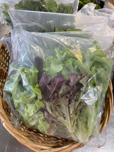 Load image into Gallery viewer, LETTUCE MIXED *bag - ORGANIC (EDEN FARMERS)

