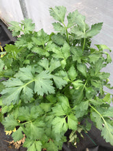 Load image into Gallery viewer, CELERY CHINESE *bunch - ORGANIC (EDEN FARMERS)
