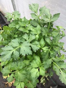 CELERY CHINESE *bunch - ORGANIC (EDEN FARMERS)