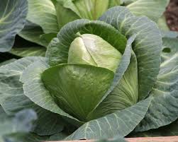 CABBAGE SUGARLOAF *EACH - ORGANIC
