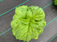 Load image into Gallery viewer, HERBS BASIL SWEET green - ORGANIC (EDEN FARMERS)
