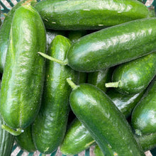 Load image into Gallery viewer, CUCUMBER Apple Bulk *1KG - ORGANIC (EDEN FARMERS)
