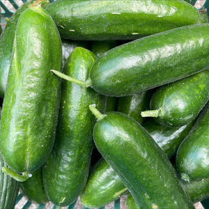 CUCUMBER Lebanese *500g - ORGANIC (EDEN FARMERS)