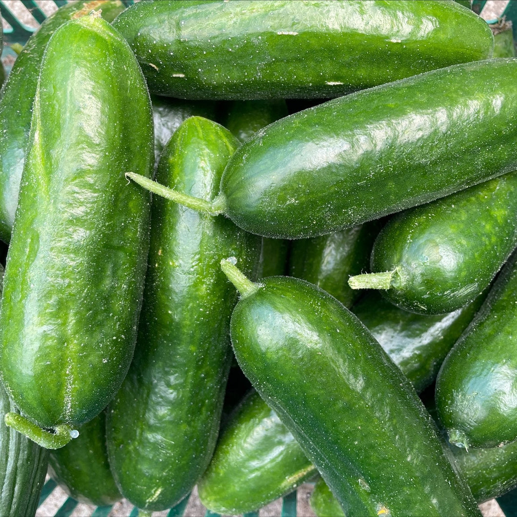 CUCUMBER Lebanese *500g - ORGANIC (EDEN FARMERS)
