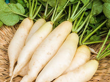 Load image into Gallery viewer, RADISH LO BOK *1kg - ORGANIC (EDEN FARMERS)
