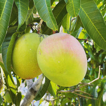 Load image into Gallery viewer, MANGO Bowen *each - CERTIFIED ORGANIC
