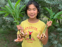 Load image into Gallery viewer, GALANGAL 300g - ORGANIC (EDEN FARMERS)
