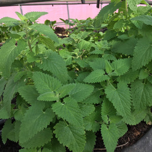 HERBS CATNIP - ORGANIC (EDEN FARMERS)