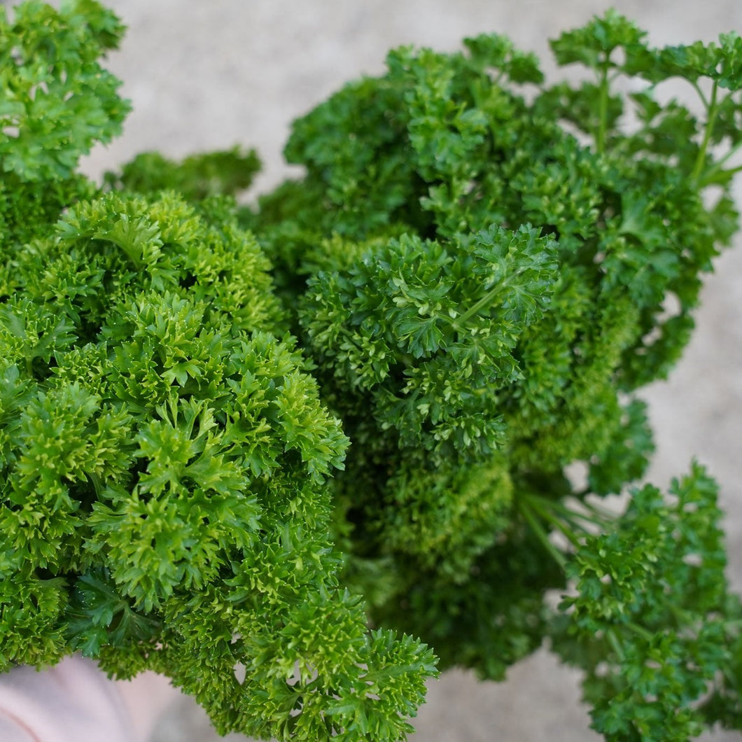 HERBS PARSLEY CURLY - ORGANIC (EDEN FARMERS)