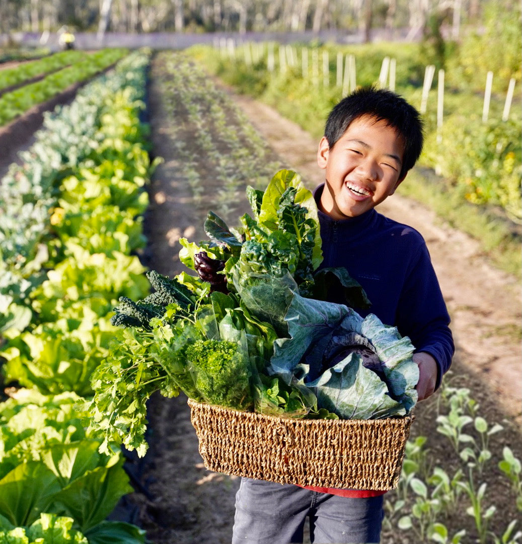 A2 ORGANIC FRUIT & VEG Box $55 - Medium