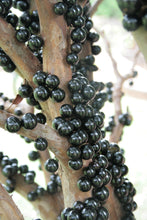 Load image into Gallery viewer, Brazilian grapes JABOTICABA *punnet - ORGANIC (EDEN FARMERS)

