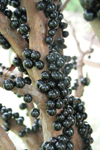 Brazilian grapes JABOTICABA *punnet - ORGANIC (EDEN FARMERS)