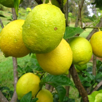 LEMON *500g - CERTIFIED ORGANIC (BAUPLE)