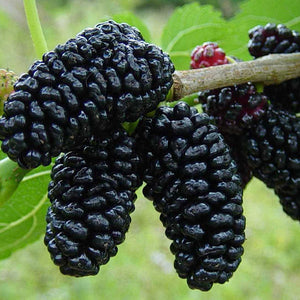 MULBERRIES *125g - ORGANIC (EDEN FARMERS)