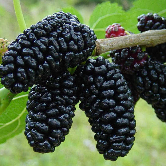 MULBERRIES *125g - ORGANIC (EDEN FARMERS)