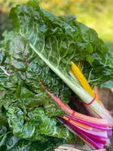 Load image into Gallery viewer, BEETROOT LEAVES Medium *bunch - ORGANIC (EDEN FARMERS)
