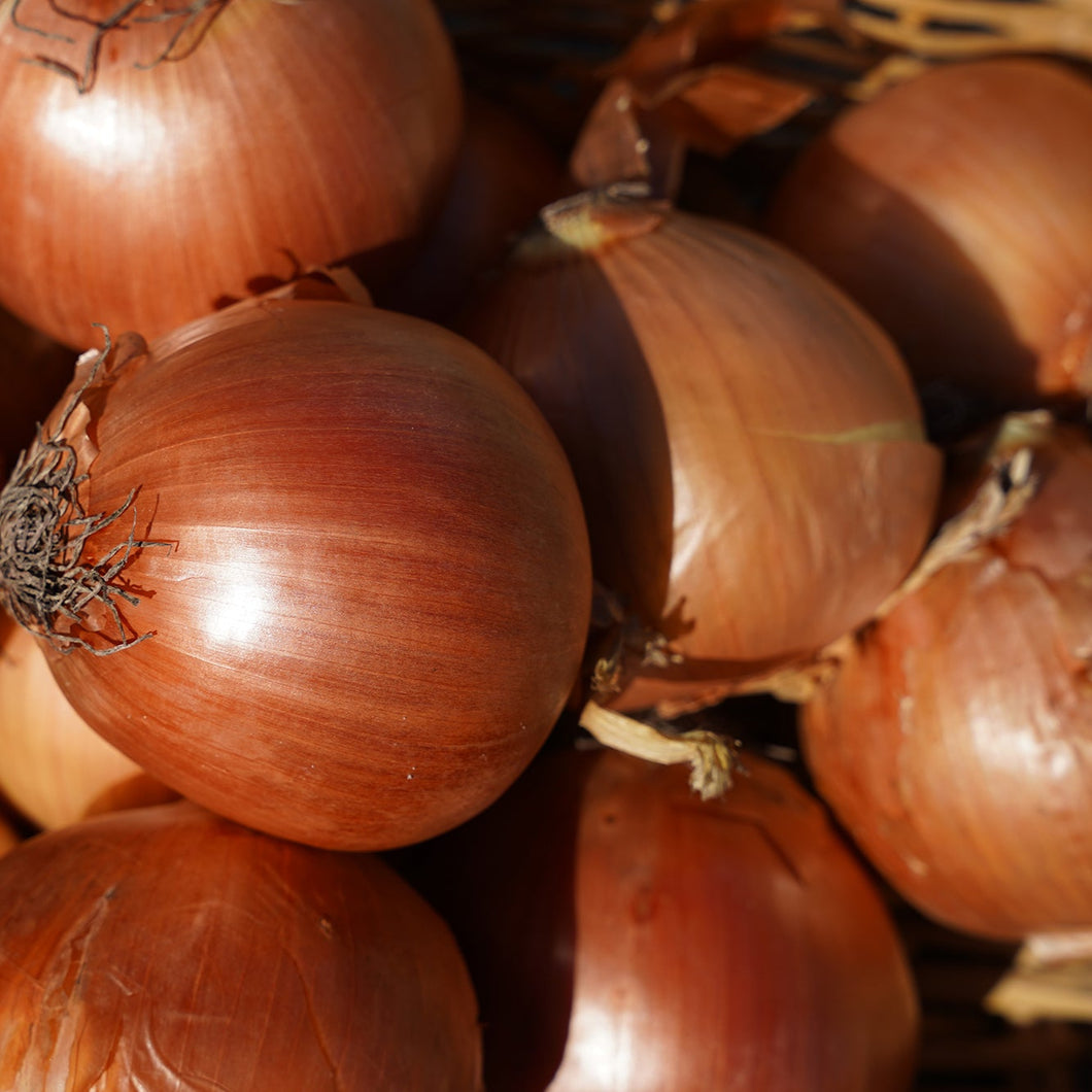 ONION Brown - CERTIFIED ORGANIC