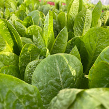 Load image into Gallery viewer, COS LETTUCE *bag - ORGANIC (EDEN FARMERS)
