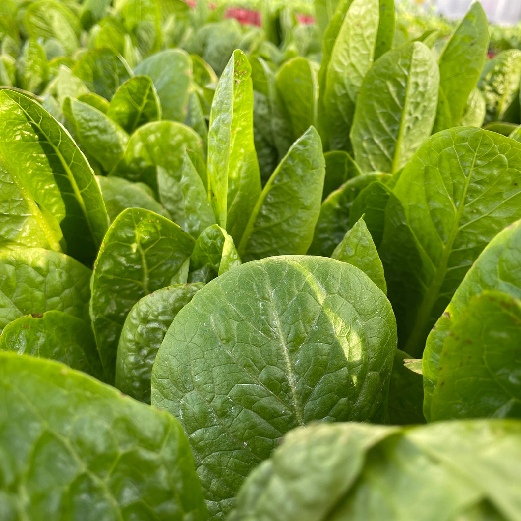 COS LETTUCE *bag - ORGANIC (EDEN FARMERS)