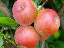 Load image into Gallery viewer, APPLE MIXED *2kg - CERTIFIED ORGANIC
